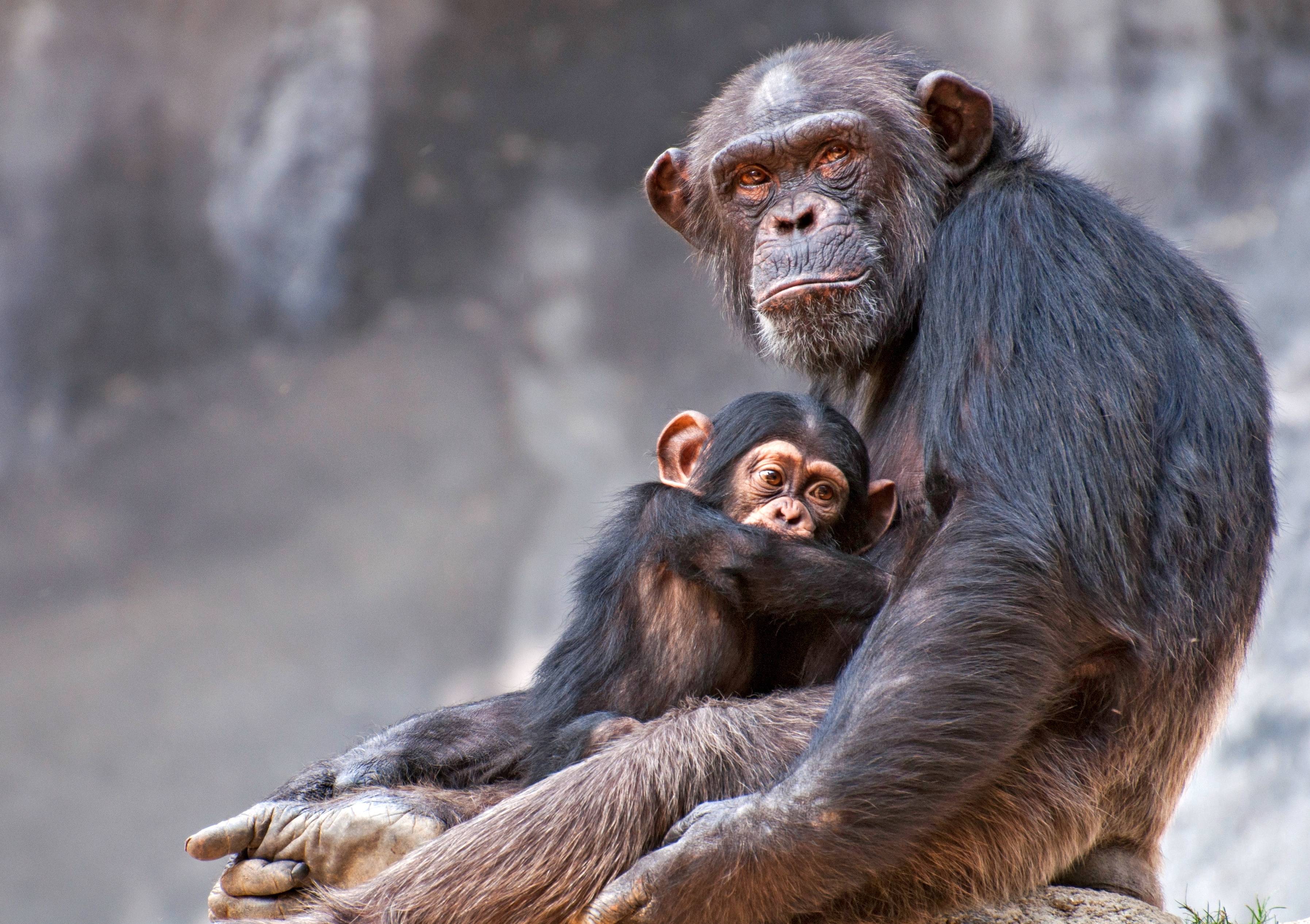 Okosabbak vagyunk egy csimpánznál?