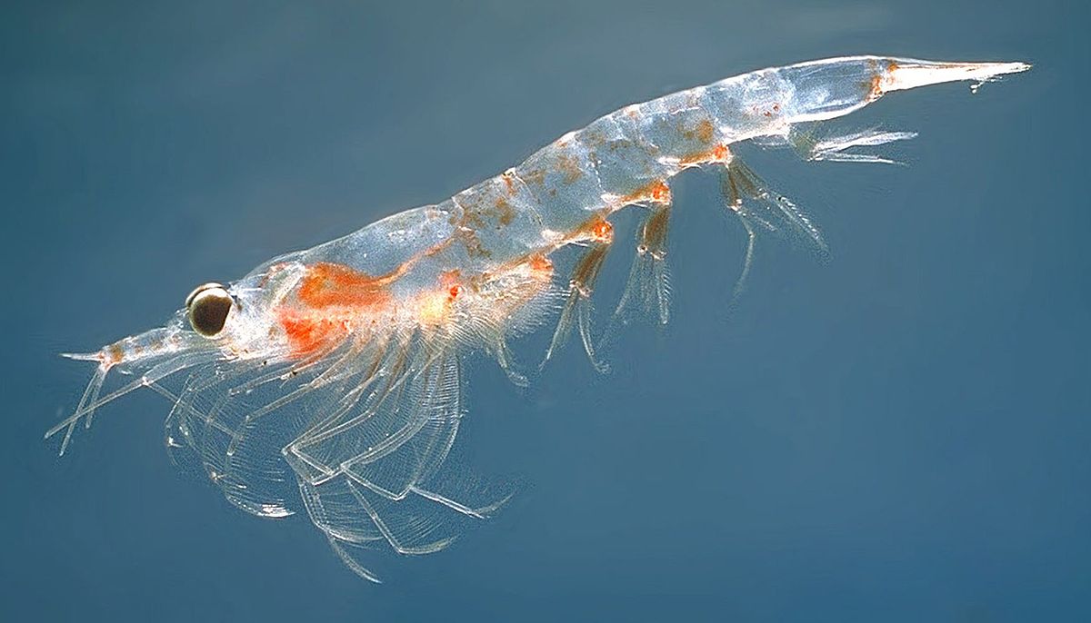Krill Olaj: Antioxidáns és sejt vitalizáló a tenger mélyéről